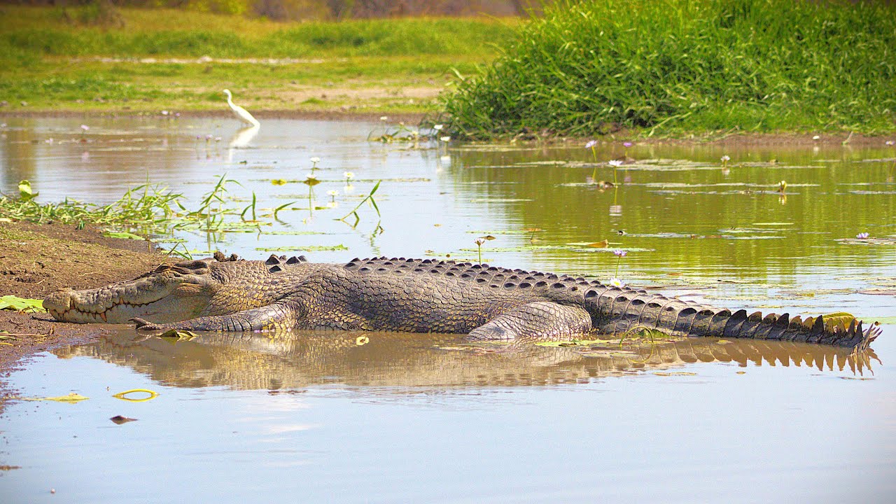 Discover the wetlands, rivers, and wildlife adventures near Darwin.