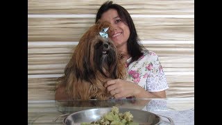 Shih tzu gestante: 10 cuidados para uma boa gestação e um bom parto.