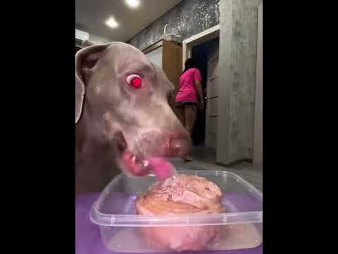 See if you dog reacts like this #dogs #funnyvideos #dog #fyp #funnydog