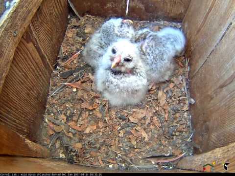 Three Barred Owlets in The Nest Box – Apr. 24, 2017