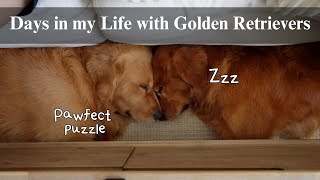 Realistic Days with Two Goldens | Cooking with dog dad, Routines with two dogs, SAHM