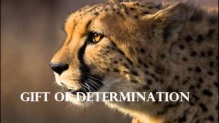 Gift of Determination   Part 1
