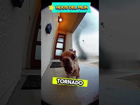 Momento épico: chihuahua grita una frase inolvidable 🌪️🐶😂
