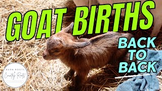 BABIES ARE HERE! TWO GOATS DELIVER IN ONE DAY! | FULL LABOURS & DELIVERY | VLOG