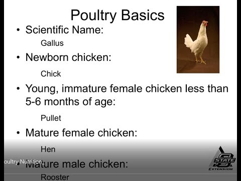 , title : 'Backyard Poultry Nutrition'