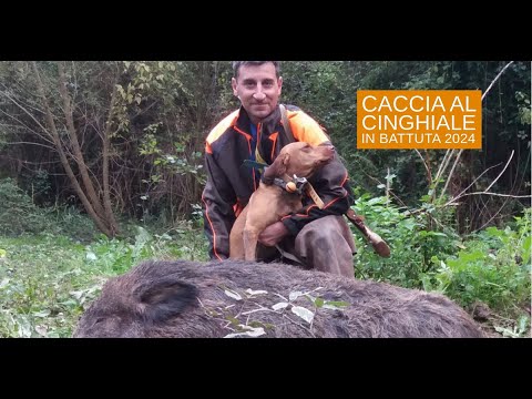 caccia-al-cinghiale: Caccia al cinghiale in battuta 2024: Ritorno in Sabina