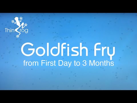 Goldfish Fry from first day to 90 days