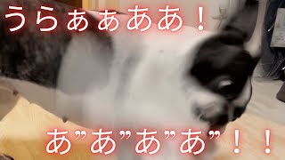 仏頂面ワンコのルーティーン！