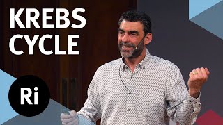 How the Krebs cycle powers life and death – with Nick Lane