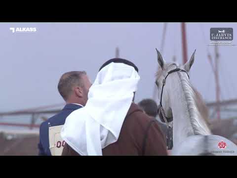 N 9 SABAH AL NASSER   Katara Int  Arabian Peninsula Horse Show 2023   Yearling Fillies Section A Cla