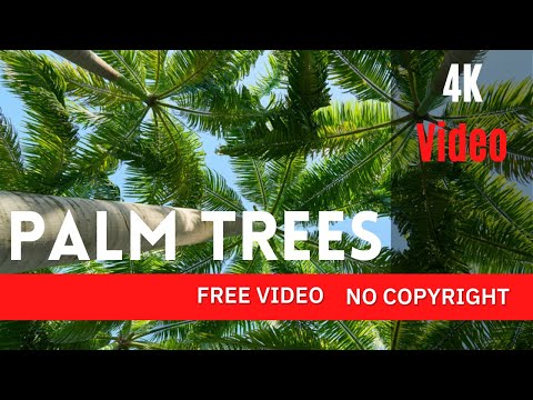 Palm Trees Free 4K Video - no copyright