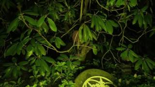 Mark McGuire- Beginning of Winter- VDSQ