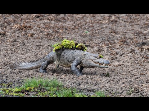 Thumbnail of the video: Mugger Crocodile Ambushes Deer at Watering Hole | Planet Earth III