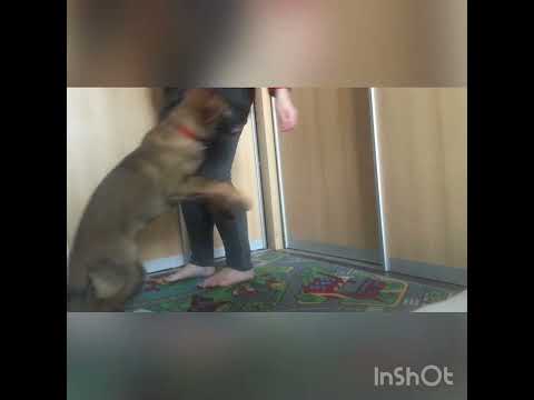 Nexx Zde- Sko ~ 11 weeks old