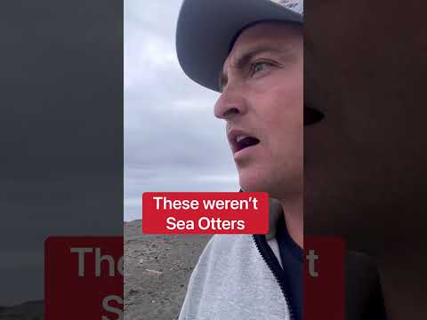 ラッコとカワウソの違いはどうやって見分けますか? 🤔🦦 #ショートパンツ #カワウソ