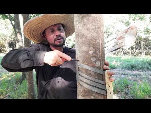 passo a passo como como abrir o primeiro painel em uma seringueira.