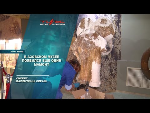 В азовском музее появился ещё один мамонт