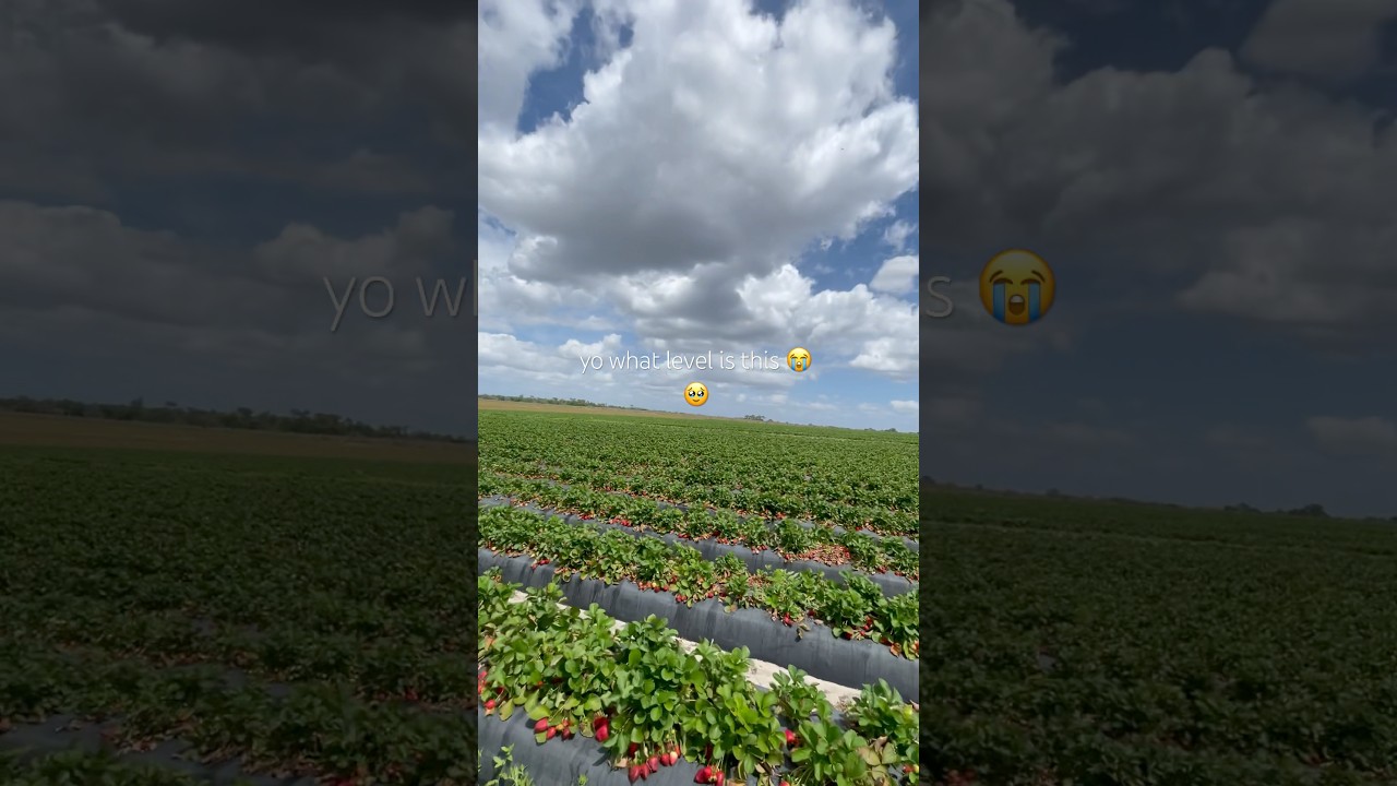 Went strawberry picking today #backrooms #fypviral #liminalspace