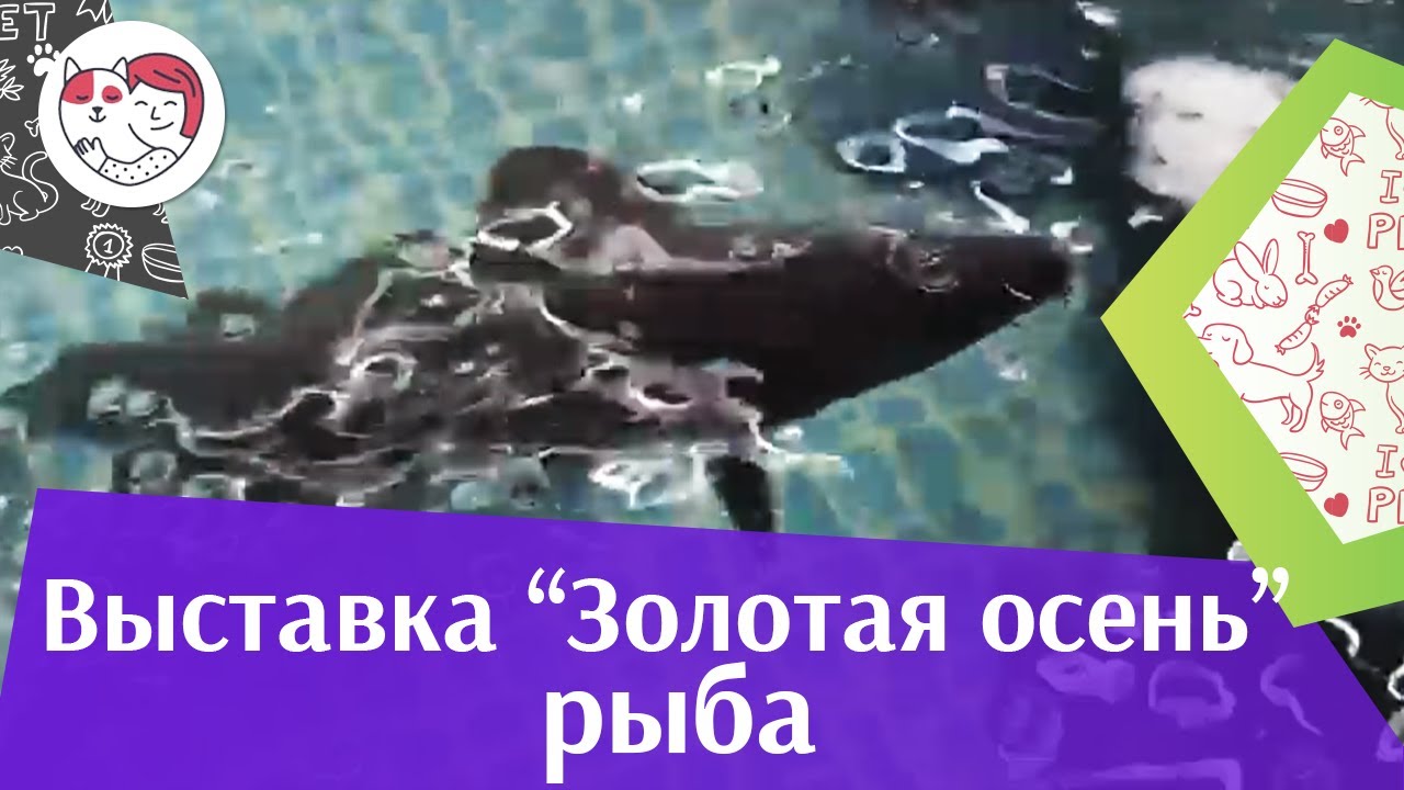 РЫБА Агропромышленная выставка Золотая осень 2016 iLikePet