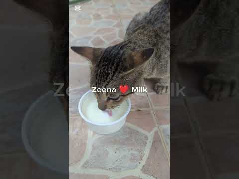 Milk Kitty Zeena