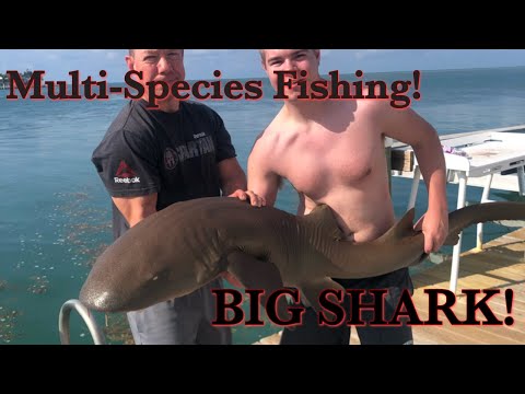 Multi-Species Dock Fishing In The Florida Keys!! (Many New Species & BIG Nurse Shark!)