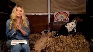 Hay Y'all with Stephanie Quayle - If I Was A Cowboy