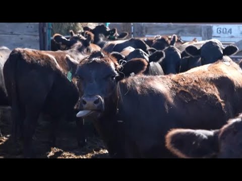Beef prices hit record highs with cattle herds at historic lows