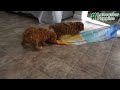 Mini Goldendoodle dogs for sale: Sandra - Video 1
