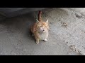 Poor Hungry Orange Cat Meowed Loudly