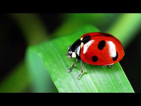 Nightcore - Piketaison - LUNA KI, Lola Indigo