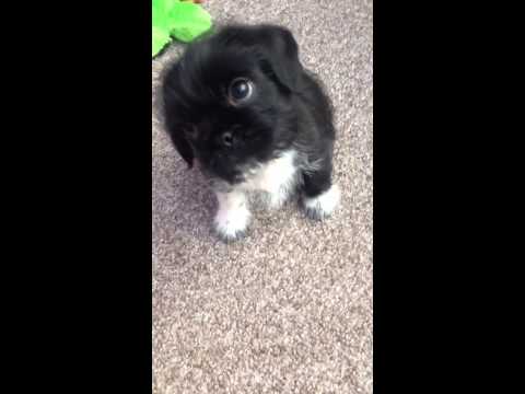 Puppy Frank - shih tzu cross pug