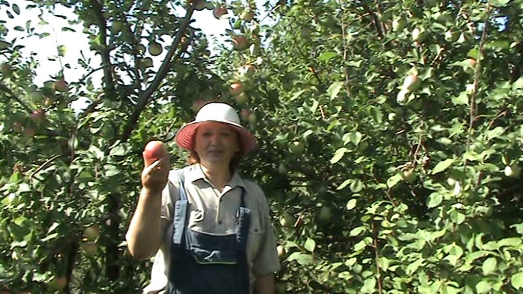 Яблоня  осенняя Осенняя радость