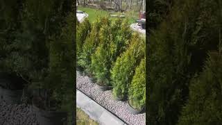 حوالي 100 سم | صورة 4 - Agroline
