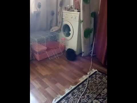 Мой друг кролик Крош