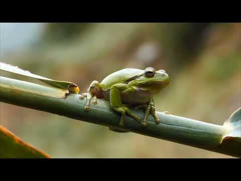 15 minutes Meditation Music, Rain Sounds, Calm Sound, Relaxation, Spa, Sleep, Study, Meditation