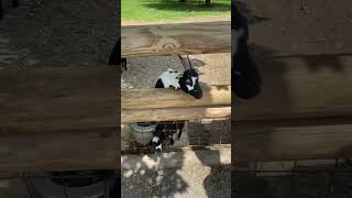 Jimmy Buffett - Pacing The Cage #shorts #jimmybuffett