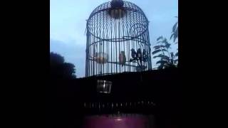 Download lagu pleci rasa jingjing teureup. mp3