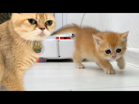 Mother cat is worried that baby kitten run away from her and get lost