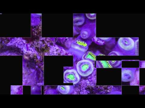 Juan Pablo Cerabolo - Blue Coral (Traum CDDig 37)