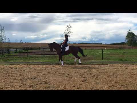 Mare 2013 Olymbrio/Quaterback