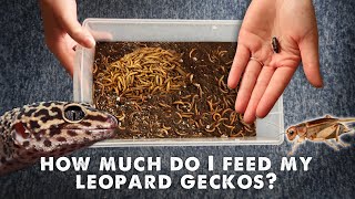 How Much & What I Feed My Leopard Gecko  UPDAT