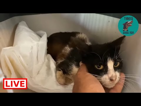 A sick cat from the streets - Takis shelter