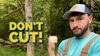 STOP Cutting Down Trees (Do This Instead) // TSI 1 Year Later