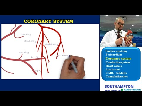 Cardiac Anatomy: Surface Anatomy, Pericardium, and Coronary System