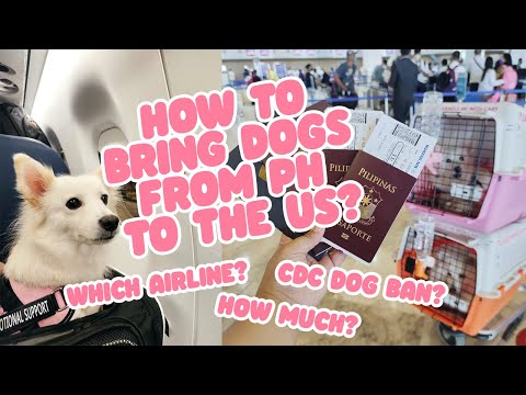 How to Bring Your Dogs from Philippines to the United States - Complete Guide