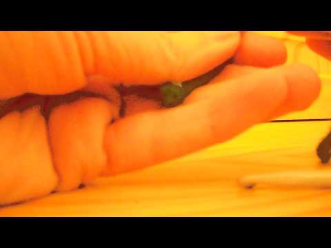 Lecon de crochet n°1: la première maille