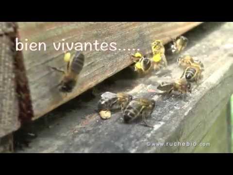 comment traiter les abeilles contre le varroa