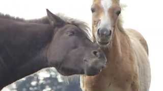 Pferdeliebe entdeckt bei unserer Philosophische Bildwanderung - Klammbachalm und Nemesalm - Sexten - Dolomiten
