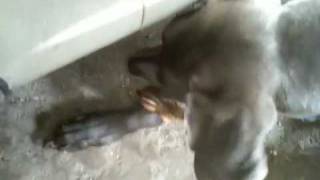 Squiggles and the mole (I think)