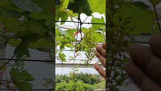 Ms01 Hsp 32.buah mulai besar butuh nutrisi apa? #Ms01, #Hsp32 #PupukBuah